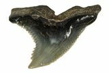 Serrated, Fossil Shark (Hemipristis) Tooth #170447-1